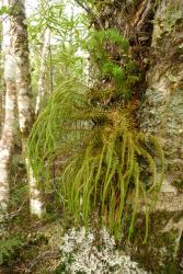 Phlegmariurus varius. Pendulous epiphytic plant growing on a trunk near ground level.
 Image: L.R. Perrie © Leon Perrie CC BY-NC 4.0